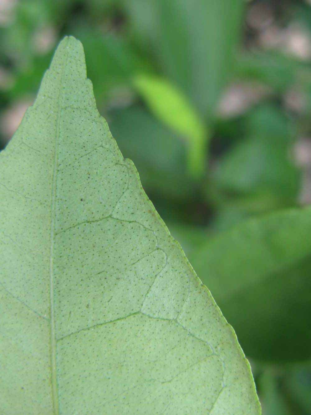              Margin (Winter Haven, FL)       